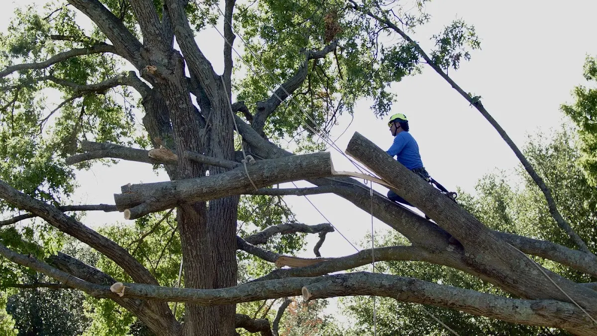Professional Crown Thinning performed by certified arborists in Saugatuck