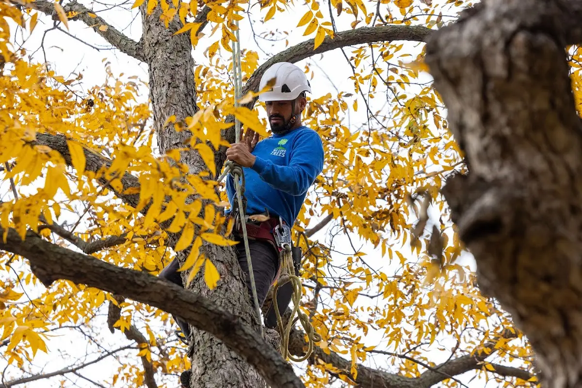 Skilled Storm Damage Cleanup crew working in Saugatuck